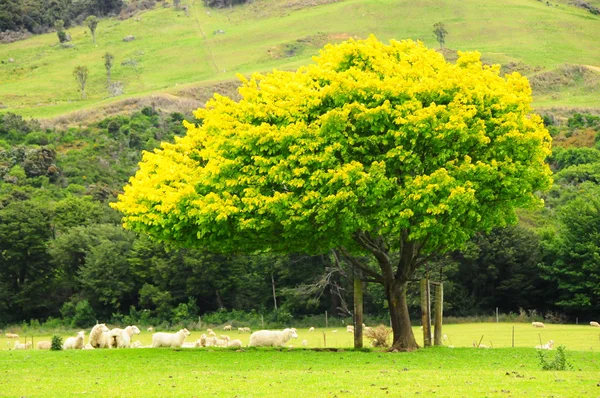 Κίτρινο δέντρο — Φωτογραφία Αρχείου