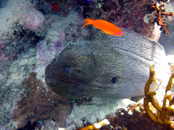 Muraena. — Foto de Stock