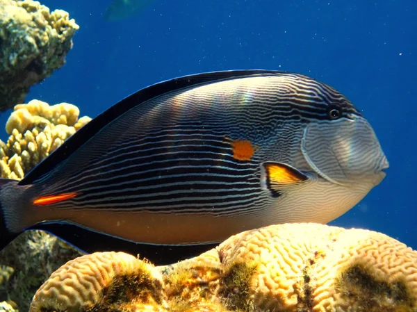 Sohal surgeonfish