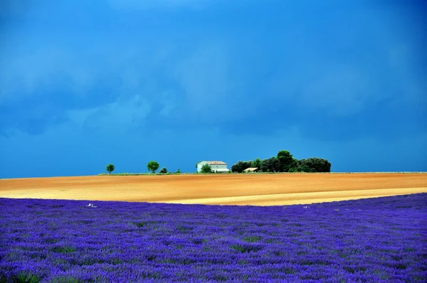 Daerah lavender — Stok Foto