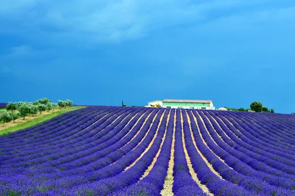 Campo di lavanda — Foto Stock