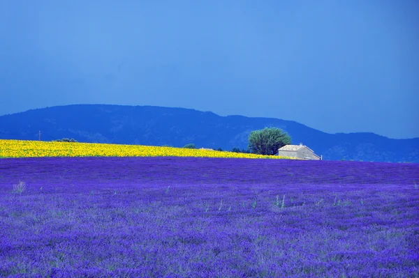 Lavendelfält. Stockfoto