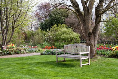 Bench in a park in spring time