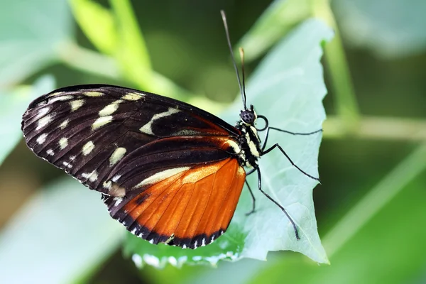 Papillon - facteur (Heliconius melpomene ) — Photo