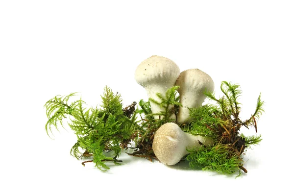 Mushroom - common puffball — Stock Photo, Image