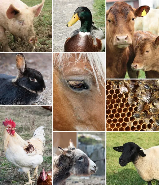 Collage van landbouwhuisdieren — Stockfoto