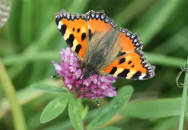 Метелик - кропив'янка — стокове фото
