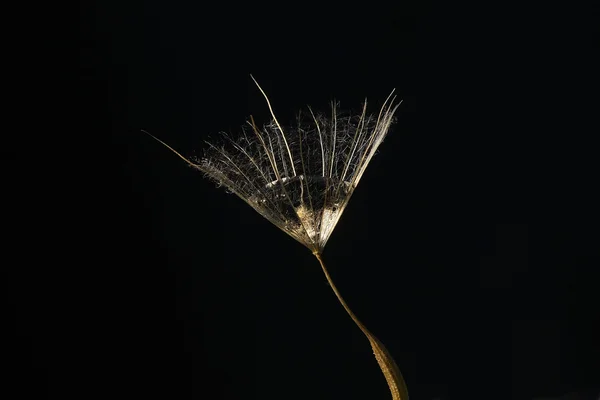 タンポポ/サルシファイ種子 — ストック写真