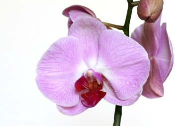 Lila Orchids with Water Drops clipart