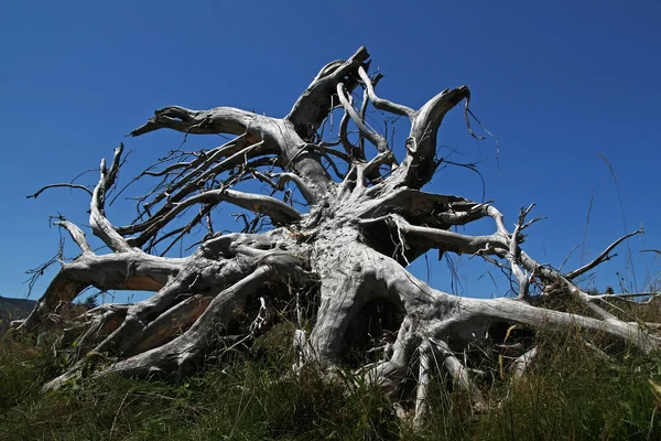 Корни дерева после шторма — стоковое фото