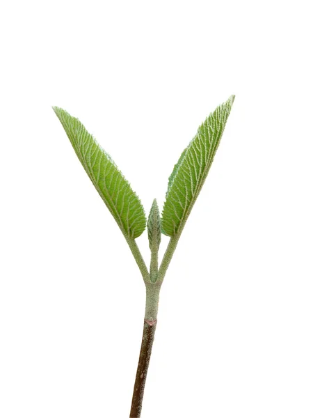 Nieuwe boom bud blad — Stockfoto