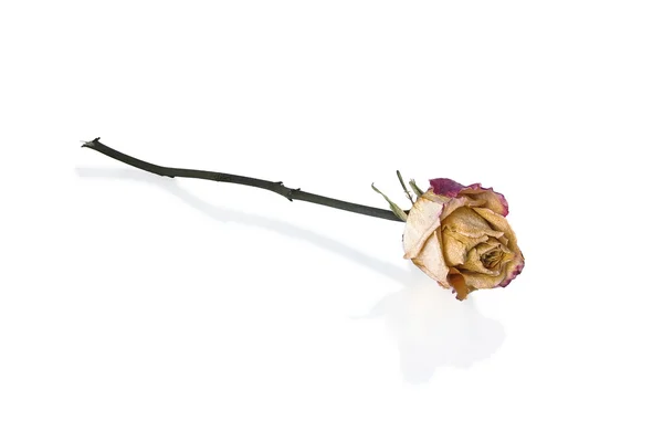 Verdorde rose — Stockfoto