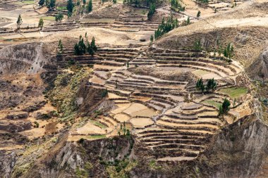 Mısır teraslar, peru