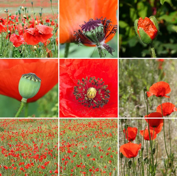 Colagem de flores papoula — Fotografia de Stock