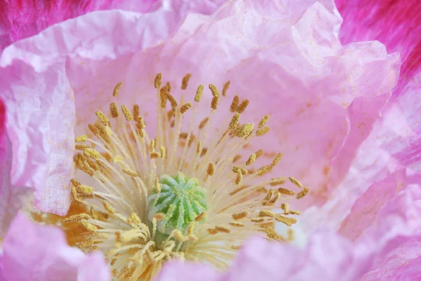 Rosa Mohnblume — Stockfoto