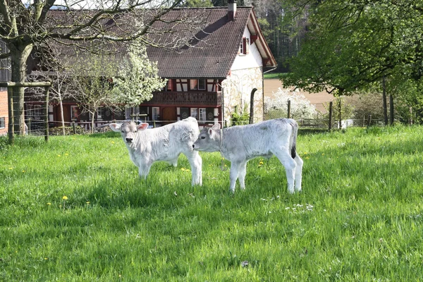 Dois bezerros recém-nascidos na fazenda — Fotografia de Stock