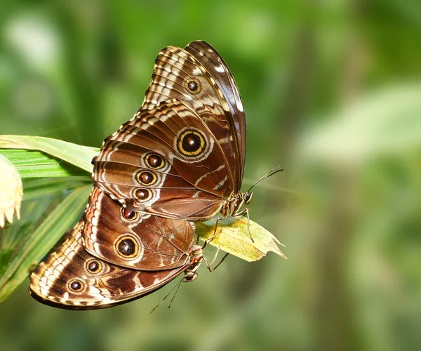Accouplement papillon (morpho bleu commun) — Photo