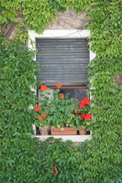 Yeşil sarmaşık kaplı penceresi — Stok fotoğraf