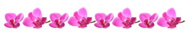 Lila color orchids in a row clipart