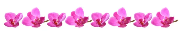 Lila kleur orchideeën in een rij — Stockfoto