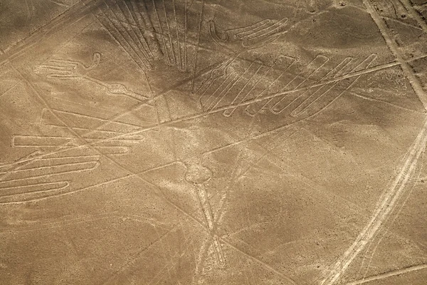 Lijnen en geoglyphs van nazca, peru - condor — Stockfoto