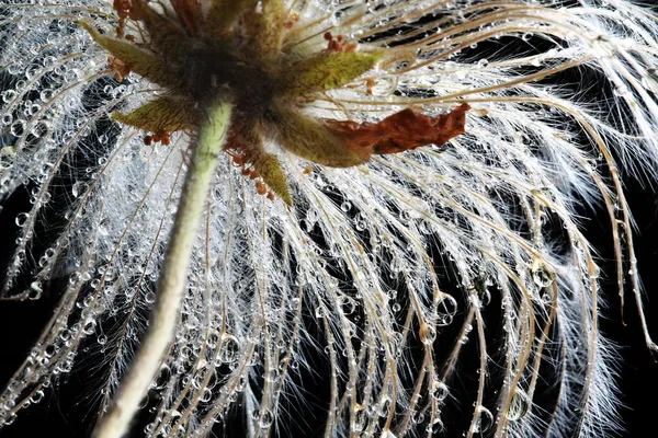 Dağ avens (Dryas octopetala) ile waterdrops — Stok fotoğraf