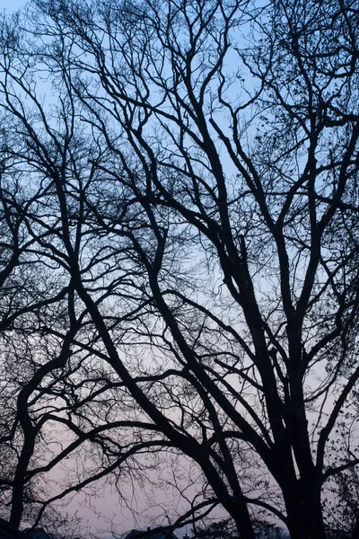 Tree sihlouette i skymningen — Stockfoto