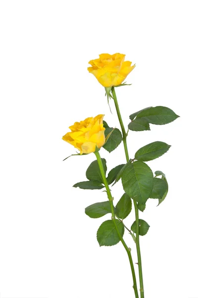 Two yellow roses, isolated — Stock Photo, Image