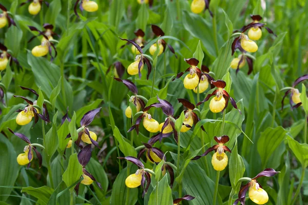 Lady Pantofola fiori — Foto Stock