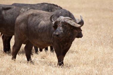 vahşi buffalos