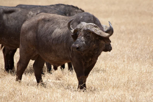 Дикі буйволи — стокове фото