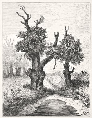 Mamba kurbanlar için bekliyor