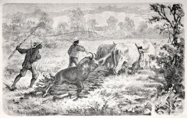Return from wildebeest hunting