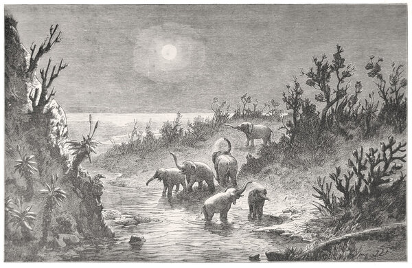 Стадо слонов у реки Зондагс в лунную ночь
