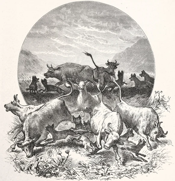 鬣狗攻击一群牛在南非 — 图库照片