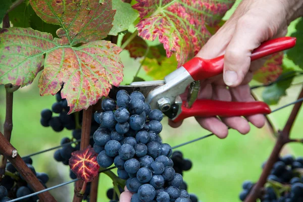 Hand cutting grape — Stock Photo, Image