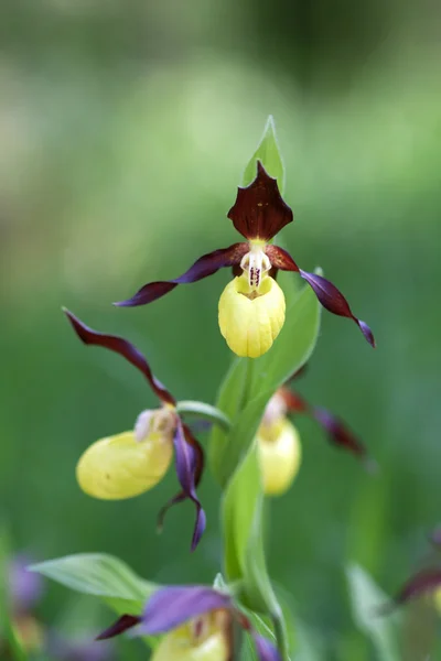 Lady slipper kwiaty — Zdjęcie stockowe