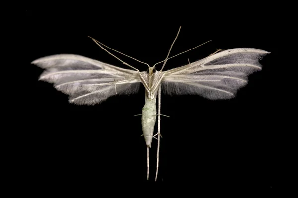 Witte pluim nachtvlinder op de zwarte achtergrond — Stockfoto