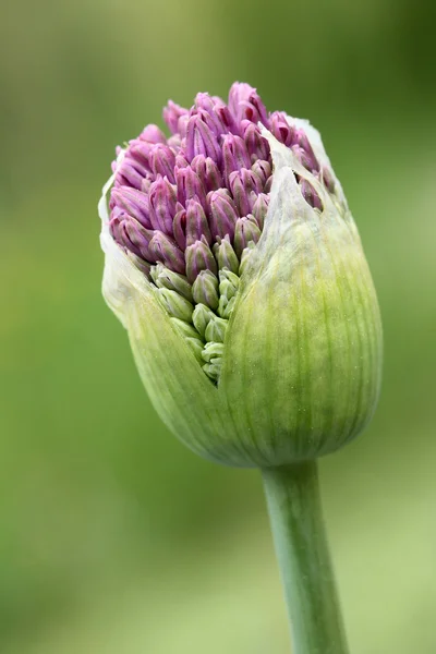 Młody, otwarcie gigant cebula (alium gigenteum) — Zdjęcie stockowe