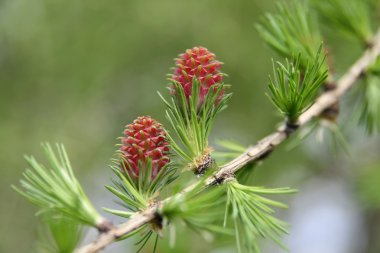Pollen cones and ovulate cones of larch tree stock vector