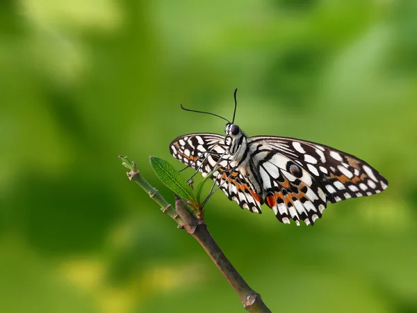 Lime Butterfly (Papilio demoleus) — Stock Photo, Image