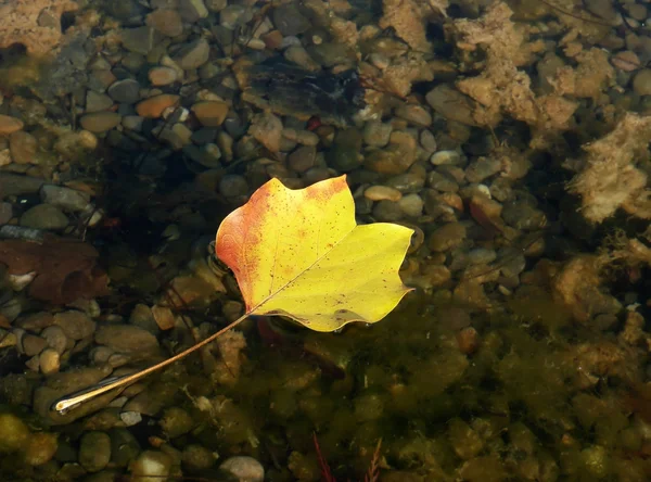 Feuille d'automne flottante — Photo