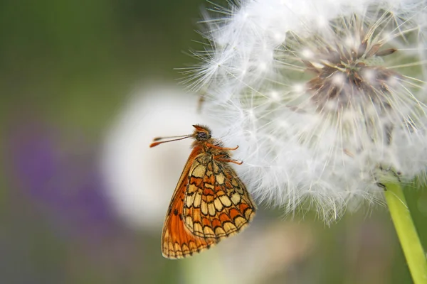 Mariposa Heath Fritillary (Mellicta athalia ) — Foto de Stock