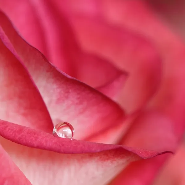 Gota de agua en una rosa roja —  Fotos de Stock