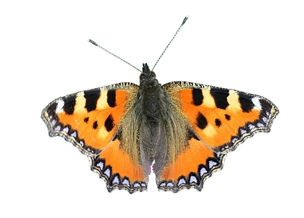 Papillon - Petite écaille de tortue — Photo