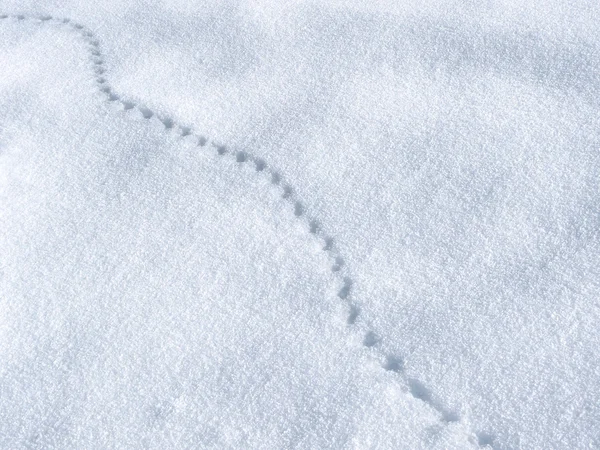 Pegadas na neve — Fotografia de Stock