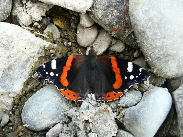 Butterfly Red Admiral (Vanessa atalanta) — Stock Photo, Image