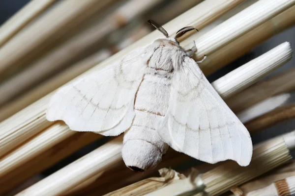 Falena di seta sulla paglia — Foto Stock