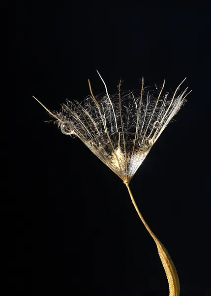 Salsifier les graines avec une goutte à l'intérieur — Photo