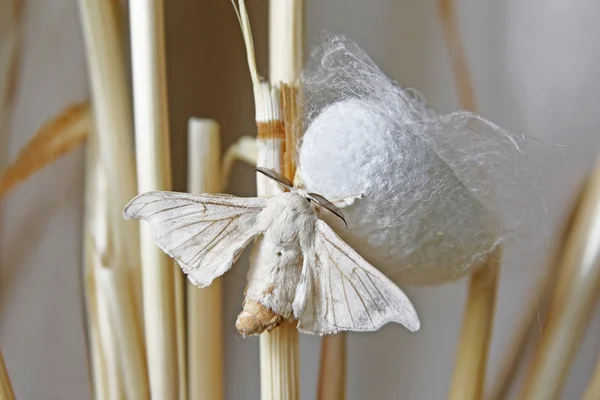 Zijde nachtvlinder op cocoon — Stockfoto